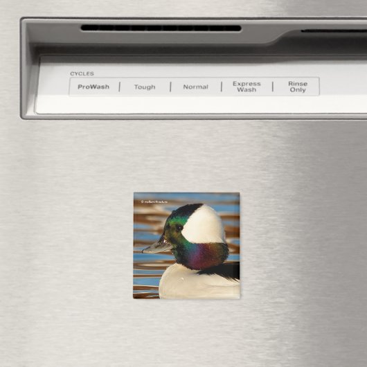 Male Bufflehead Duck in the Aftermiddag Sun Magneet (Insitu (Vaatwasser))