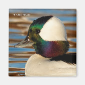 Male Bufflehead Duck in the Aftermiddag Sun Magneet (Voorkant)