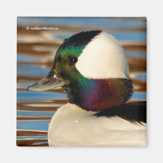 Male Bufflehead Duck in the Aftermiddag Sun Magneet (Voorkant)