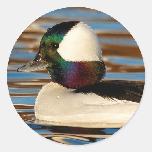 Male Bufflehead Duck in the Aftermiddag Sun Ronde Sticker (Voorkant)