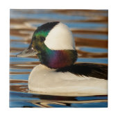 Male Bufflehead Duck in the Aftermiddag Sun Tegeltje (Voorkant)