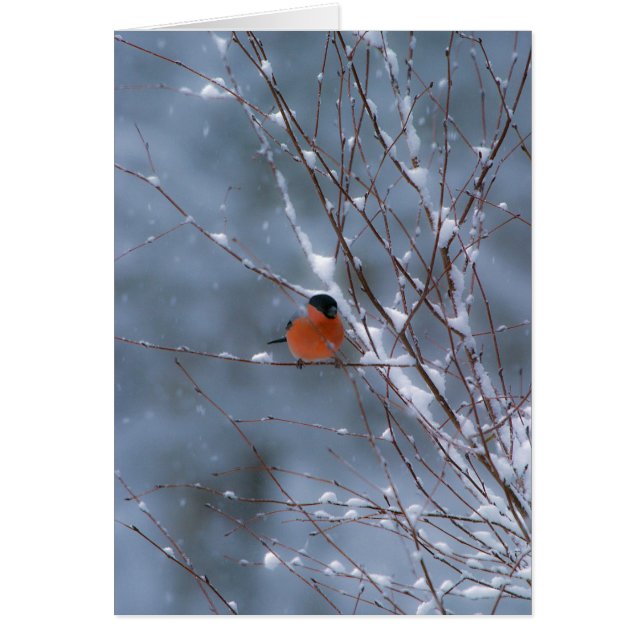 Male Bullfinch in de sneeuwkaart (Voorkant)