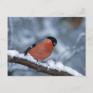 Male Bullfinch in het sneeuwBriefkaart Briefkaart