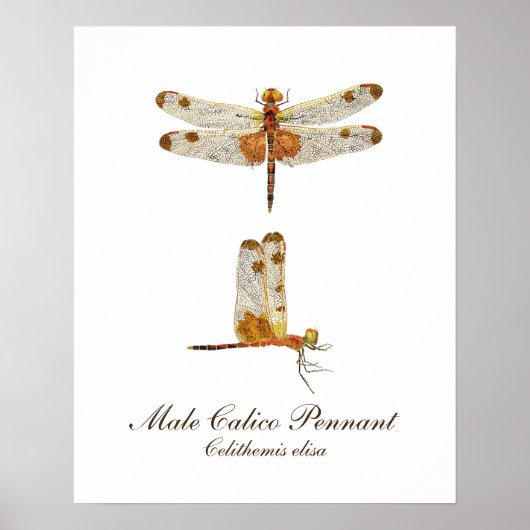 Male Calico Pennant Dragonfly Poster (Voorkant)