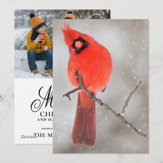 Male Cardinal in Snow Feestdagenkaart (Voorkant / Achterkant)