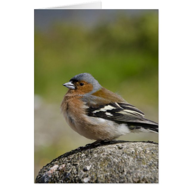 Male Chaffinch (WILD: Fringilla coelebs) (Voorkant)