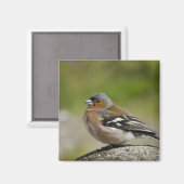 Male Chaffinch (WILD: Fringilla coelebs) Magneet (Voorkant / Achterkant)