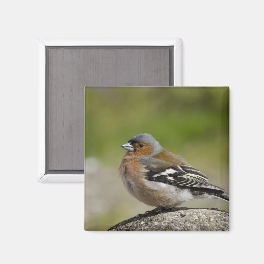 Male Chaffinch (WILD: Fringilla coelebs) Magneet (Voorkant / Achterkant)