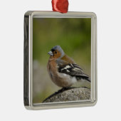 Male Chaffinch (WILD: Fringilla coelebs) Metalen Ornament (Rechts)