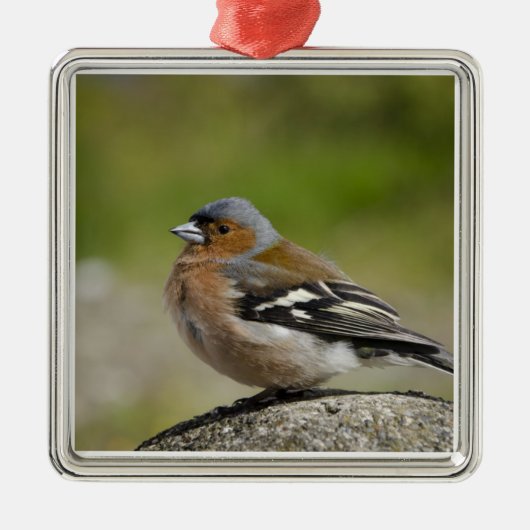 Male Chaffinch (WILD: Fringilla coelebs) Metalen Ornament (Voorkant)