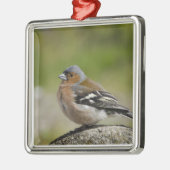 Male Chaffinch (WILD: Fringilla coelebs) Metalen Ornament (Links)
