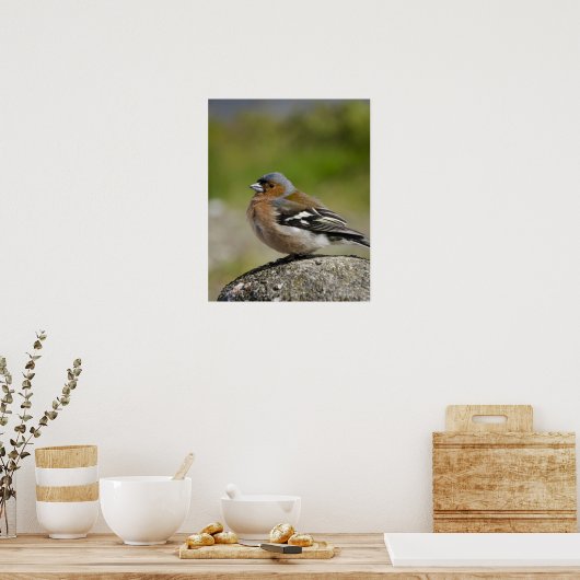 Male Chaffinch (WILD: Fringilla coelebs) Poster (Keuken)