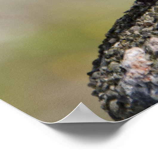 Male Chaffinch (WILD: Fringilla coelebs) Poster (Hoek)