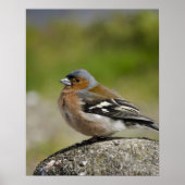 Male Chaffinch (WILD: Fringilla coelebs) Poster (Voorkant)