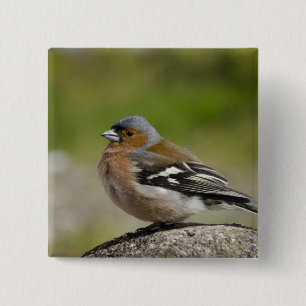 Male Chaffinch (WILD: Fringilla coelebs) Vierkante Button 5,1 Cm