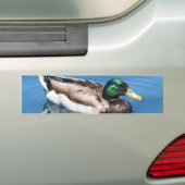 Male Duck Bumpersticker (Op auto)