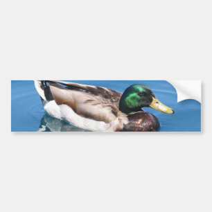 Male Duck Bumpersticker