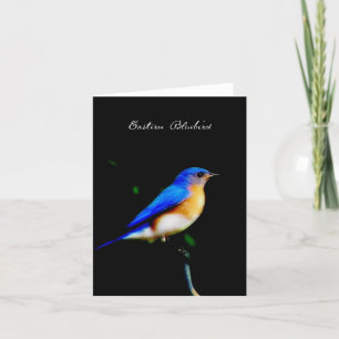Male Eastern Bluebird Blank Note Kaart