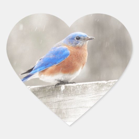 Male Eastern Bluebird Hart Sticker (Voorkant)