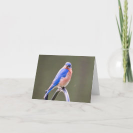 Male Eastern Bluebird Notecard Feestdagen Kaart