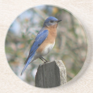 Male Eastern Bluebird Zandsteen Onderzetter