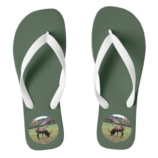 Male Elk Antlers Foto Grazing in Field Green Teenslippers (Voetbed)