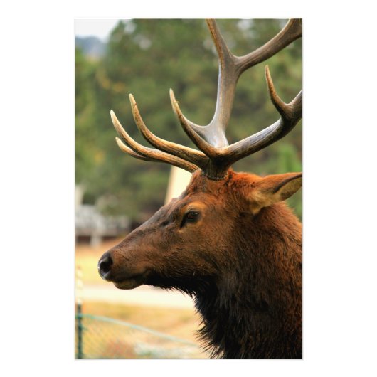 Male Elk Foto Afdruk (Voorkant)