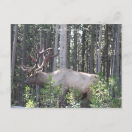 Male Elk, Grand Teton National Park, Fotografie Briefkaart