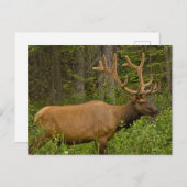 Male Elk | Nationaal Park Banff, Alberta, Canada Briefkaart (Voorkant / Achterkant)