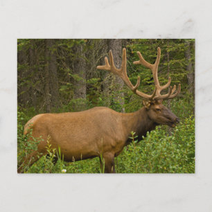 Male Elk   Nationaal Park Banff, Alberta, Canada Briefkaart
