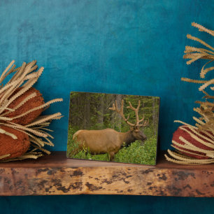 Male Elk   Nationaal Park Banff, Alberta, Canada Fotoplaat