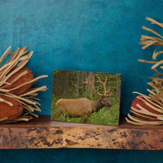 Male Elk | Nationaal Park Banff, Alberta, Canada Fotoplaat (Zijkant)