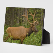 Male Elk | Nationaal Park Banff, Alberta, Canada Fotoplaat (Zijkant)