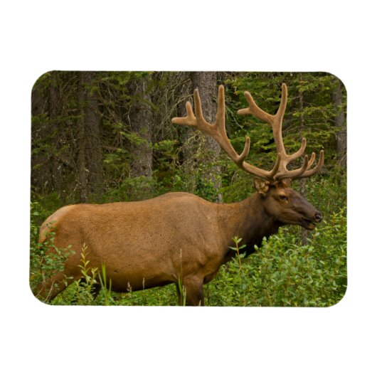 Male Elk | Nationaal Park Banff, Alberta, Canada Magneet (Horizontaal)