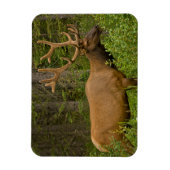 Male Elk | Nationaal Park Banff, Alberta, Canada Magneet (Verticaal)