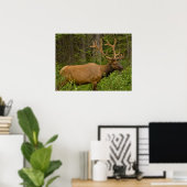 Male Elk | Nationaal Park Banff, Alberta, Canada Poster (Thuiskantoor)