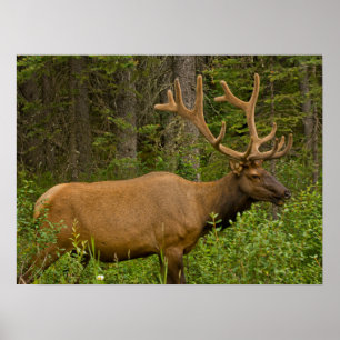 Male Elk   Nationaal Park Banff, Alberta, Canada Poster