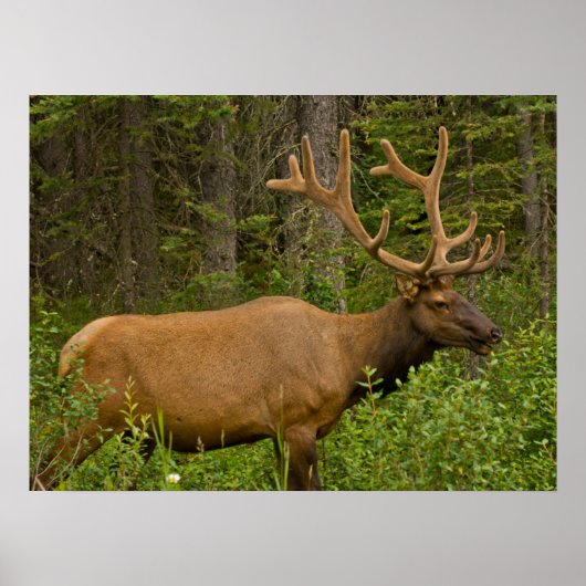 Male Elk | Nationaal Park Banff, Alberta, Canada Poster (Voorkant)