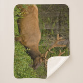 Male Elk | Nationaal Park Banff, Alberta, Canada Sherpa Deken (Voorkant)