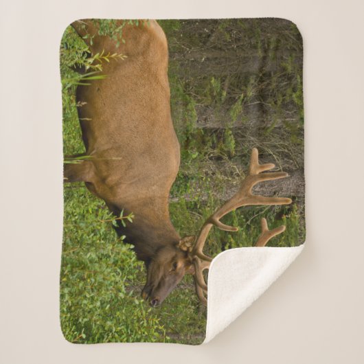 Male Elk | Nationaal Park Banff, Alberta, Canada Sherpa Deken (Voorkant)