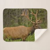 Male Elk | Nationaal Park Banff, Alberta, Canada Sherpa Deken (Voorkant (horizontaal))