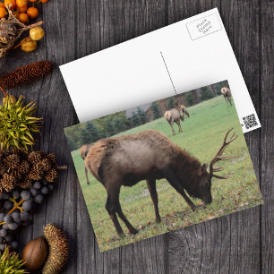 Male Elk Photography Antlers Field Autumn Briefkaart