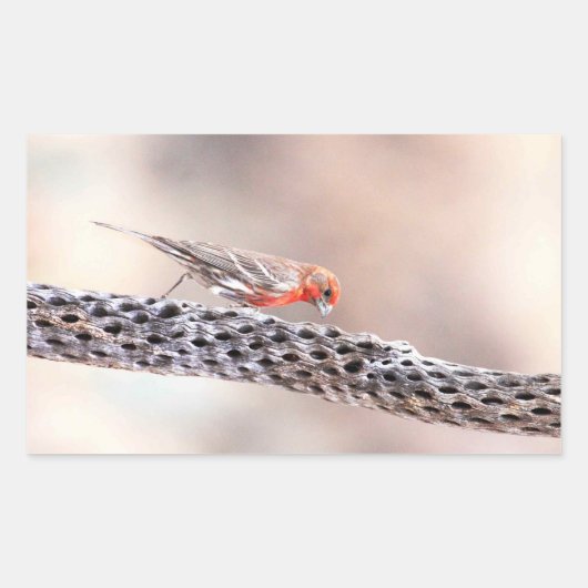 Male Finch Rechthoekige Sticker (Voorkant)