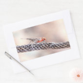 Male Finch Rechthoekige Sticker (Envelop)