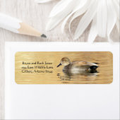 Male Gadwall Duck Etiket (Insitu)