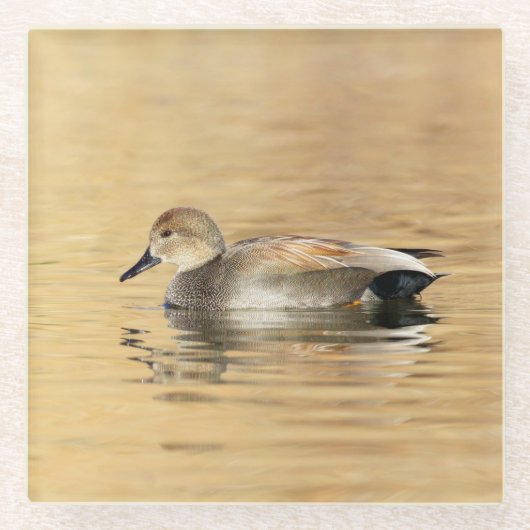 Male Gadwall Duck Glazen Onderzetter (Voorkant)
