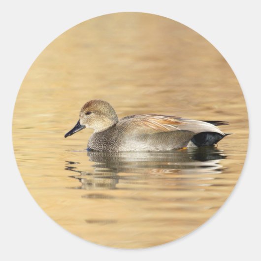Male Gadwall Duck Ronde Sticker (Voorkant)