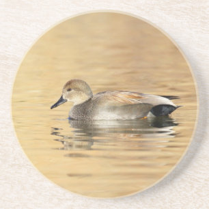 Male Gadwall Duck Zandsteen Onderzetter
