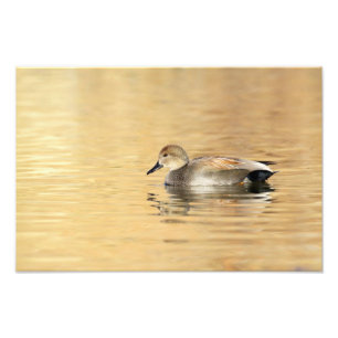 Male Gadwall Foto Afdruk
