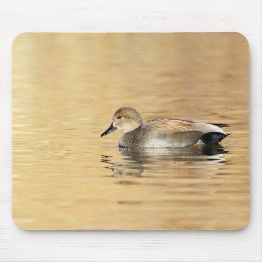 Male Gadwall Muismat (Voorkant)